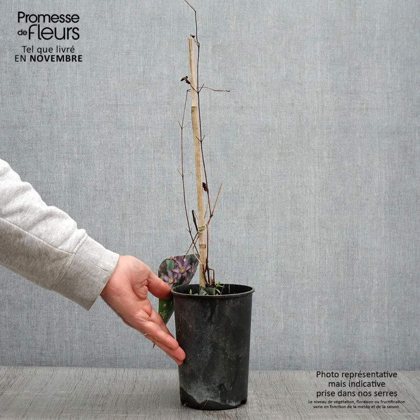 Clematis patens Exciting 2L/3L pot sample as delivered in autumn