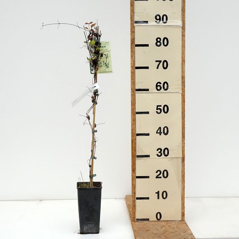 Clematis First Love 2L/3L pot sample as delivered in autumn