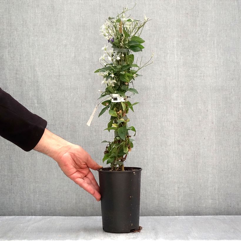 Clematis flammula Aromatica 2L/3L pot sample as delivered in autumn