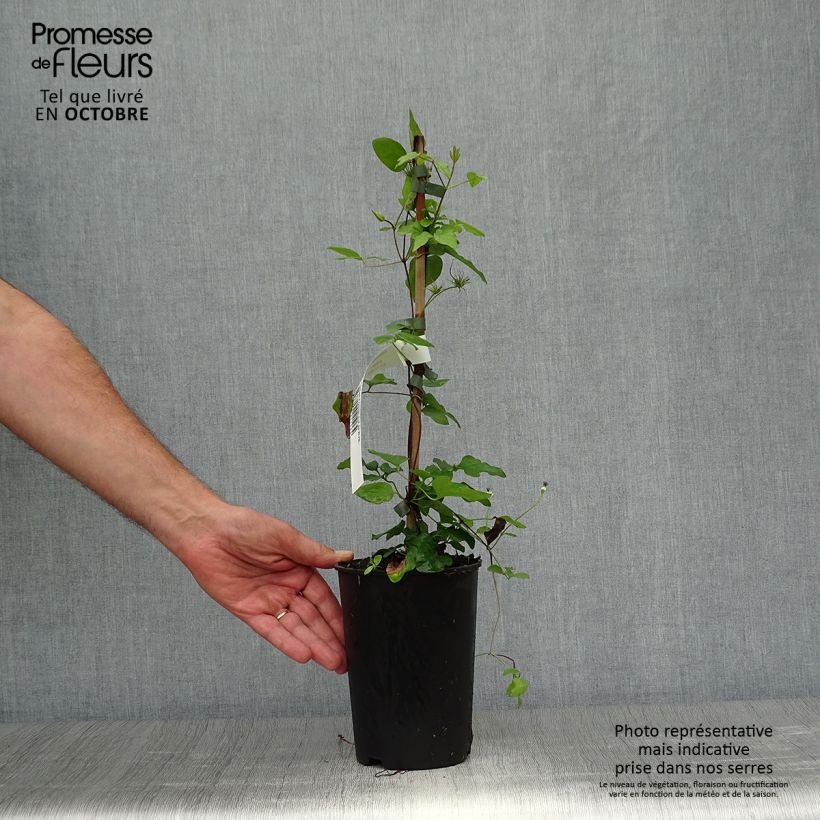 Clematis jackmanii Forever Friends   2L/3L pot sample as delivered in autumn