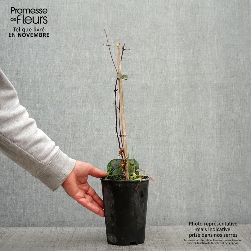 Clematis patens Fujimusume 2L/3L pot sample as delivered in autumn