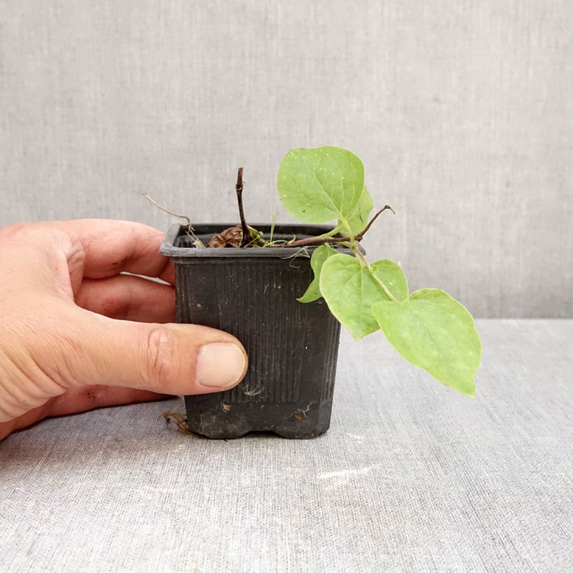 Clematis patens General Sikorski 8/9 cm pot sample as delivered in autumn