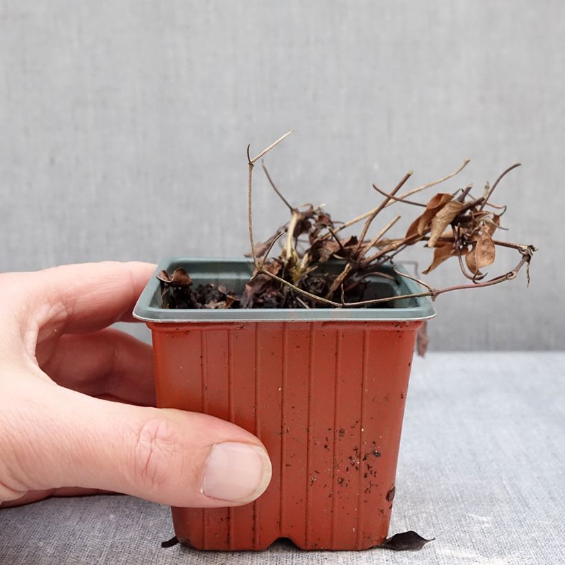 Clematis Guernsey Flute™ 8/9 cm pot sample as delivered in winter