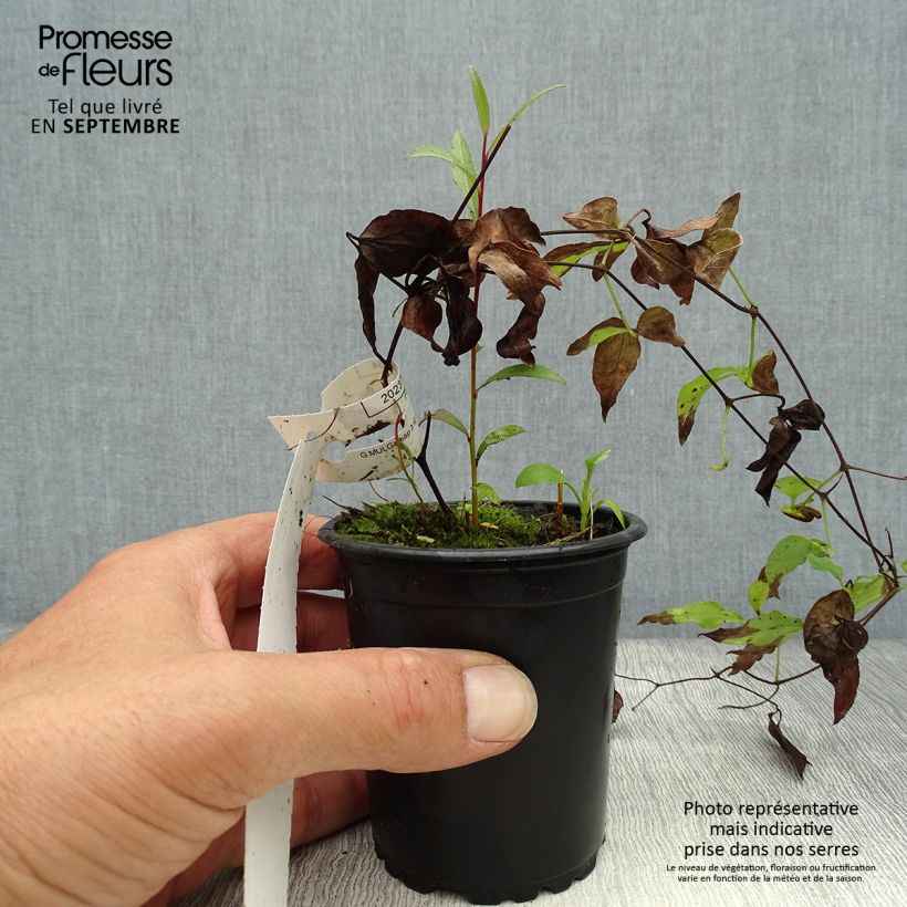 Clematis patens Hagley Hybrid 8/9 cm pot sample as delivered in autumn
