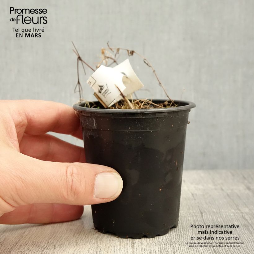 Clematis patens Hagley Hybrid 8/9 cm pot sample as delivered in spring