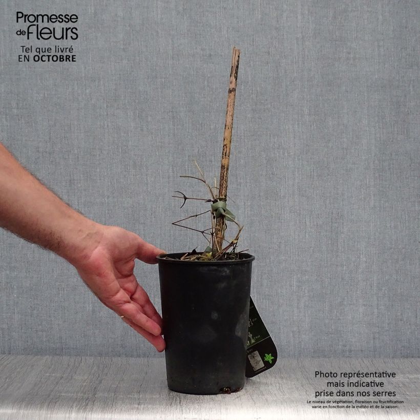 Clematis patens Hanagurama 2L/3L pot sample as delivered in autumn