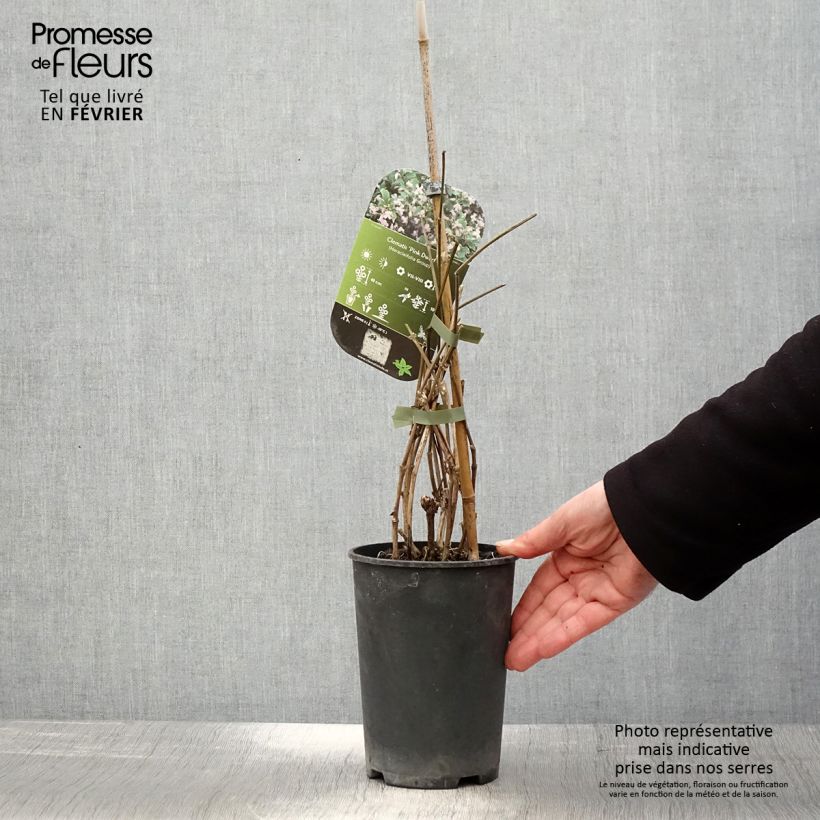 Clematis heracleifolia Pink Dwarf 2L/3L pot sample as delivered in winter