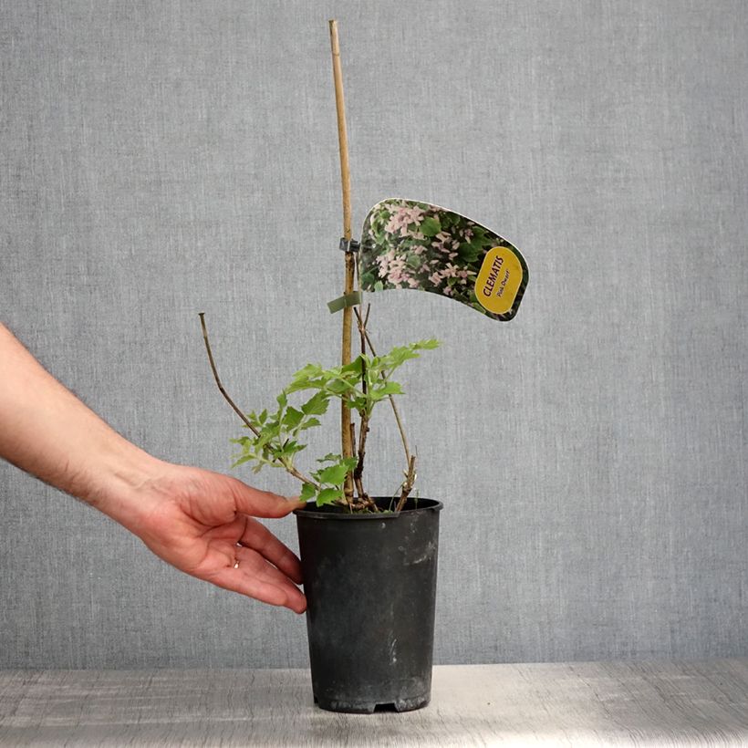 Clematis heracleifolia Pink Dwarf 2L/3L pot sample as delivered in spring