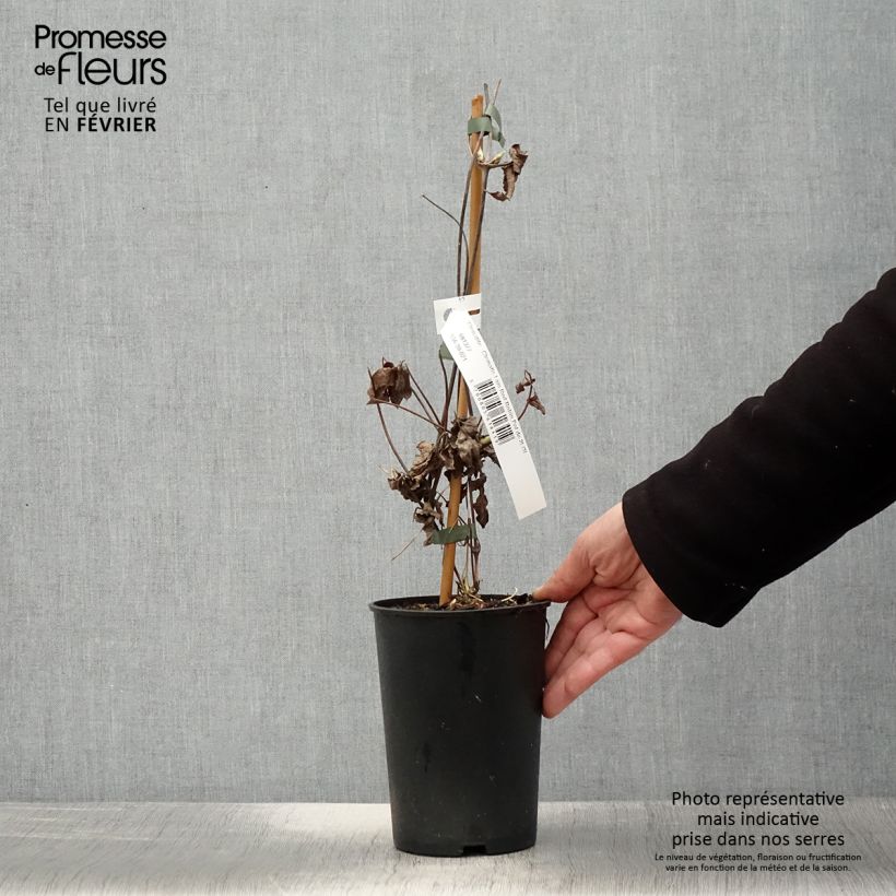 Clematis atragene I am Red Robin 2L/3L pot sample as delivered in winter