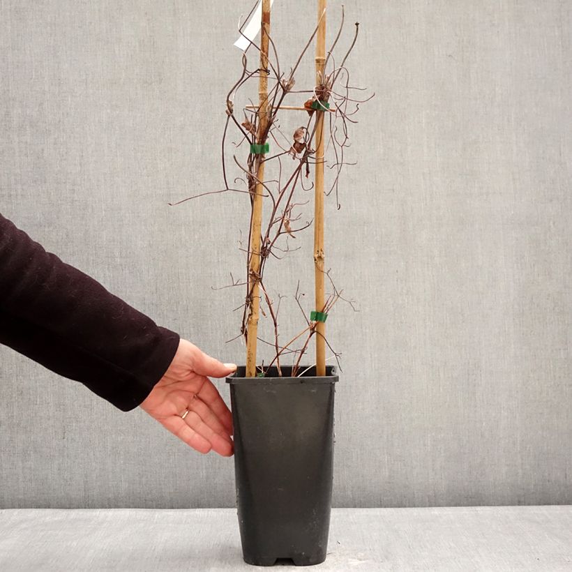 Clematis patens Ice Crystal 1.5L/2L pot sample as delivered in winter