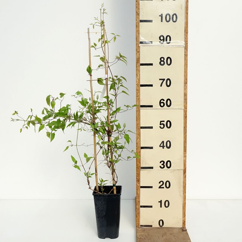 Clematis patens Ice Crystal 1.5L/2L pot sample as delivered in spring