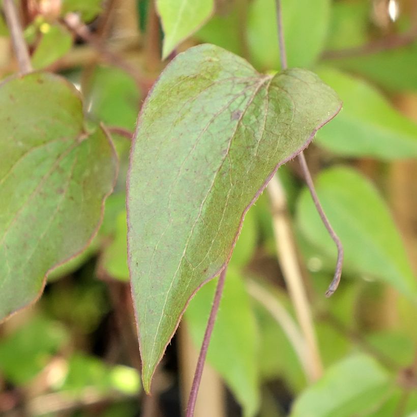 Clematis patens Ice Crystal (Foliage)