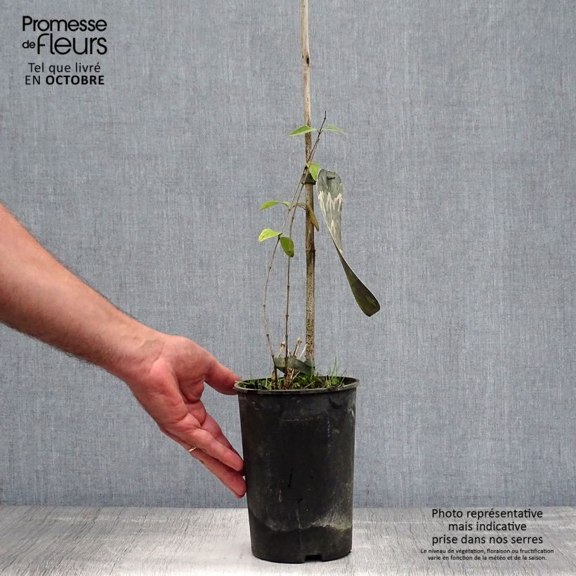 Clematis integrifolia Alba 2L/3L pot sample as delivered in autumn