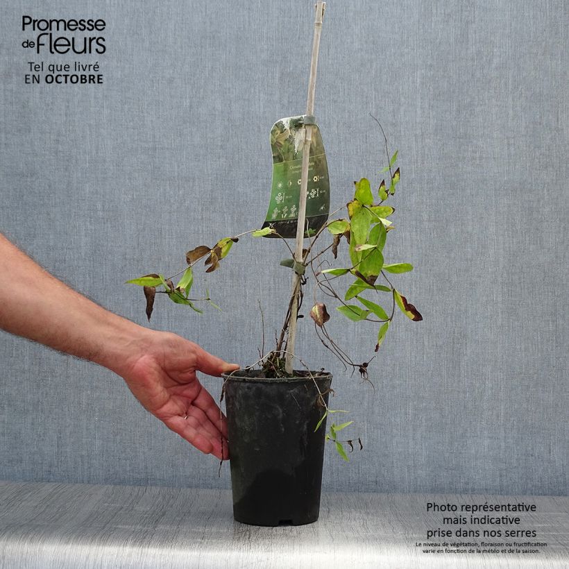 Clematis integrifolia - Herbaceous Clematis 2L/3L pot sample as delivered in autumn