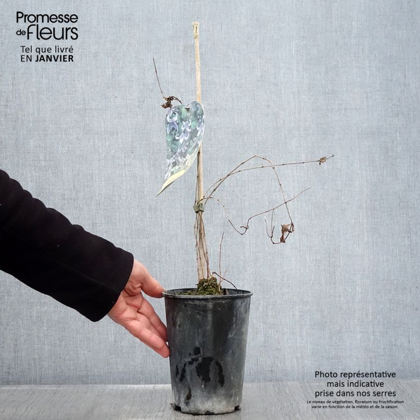 Clematis integrifolia - Herbaceous Clematis 2L/3L pot sample as delivered in winter