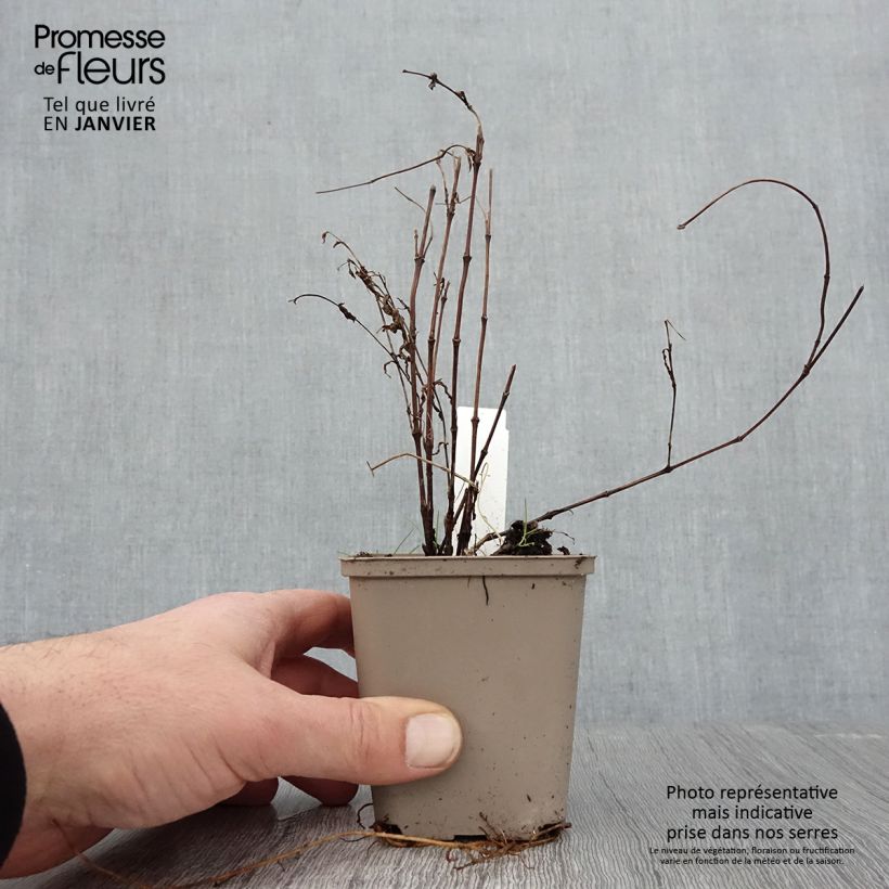 Clematis integrifolia - Herbaceous Clematis 8/9 cm pot sample as delivered in winter