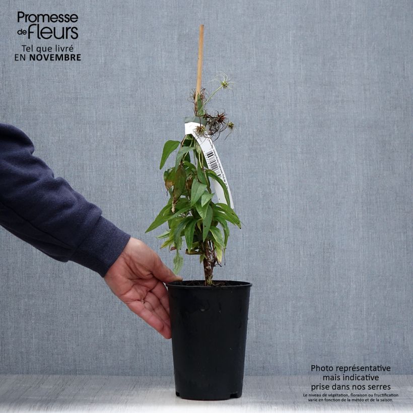 Clematis integrifolia Hakuree 2L/3L pot sample as delivered in autumn