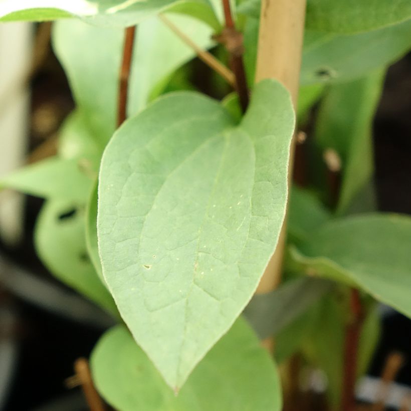 Clematis integrifolia Hakuree (Foliage)