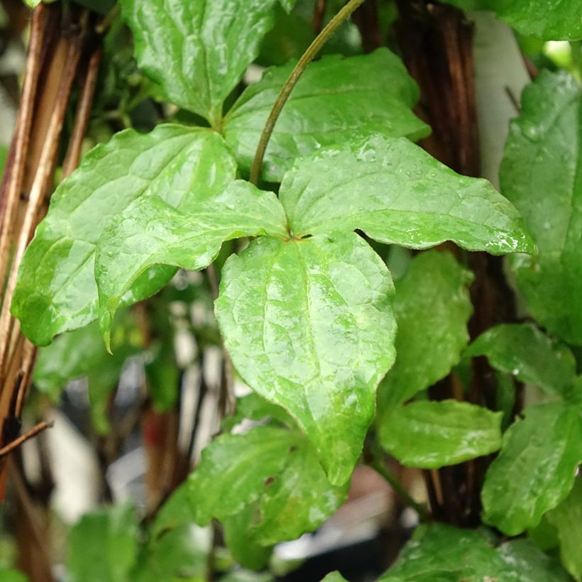 Clematis Jackmanii Purpurea (Foliage)