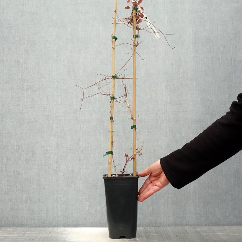 Clematis 'Jan Pawel II' 2L/3L pot sample as delivered in spring