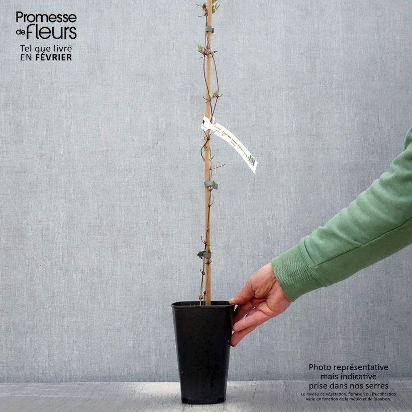 Example of Clematis Kaiser 2L/3L pot as you get in hiver