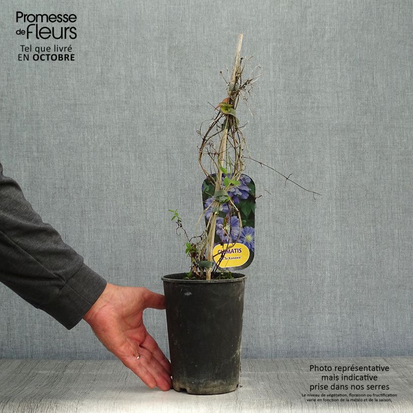 Clematis patens Kiri Te Kanawa 2L/3L pot sample as delivered in autumn