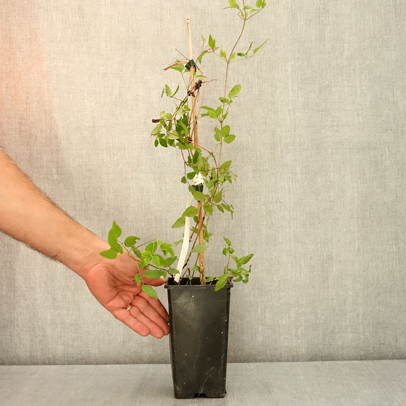 Clematis  Kokonoe 1L/1.5L pot sample as delivered in summer