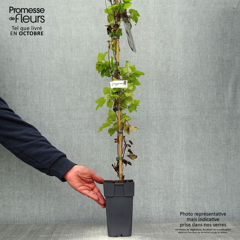 Clematis koreana Amber 2L/3L pot sample as delivered in autumn