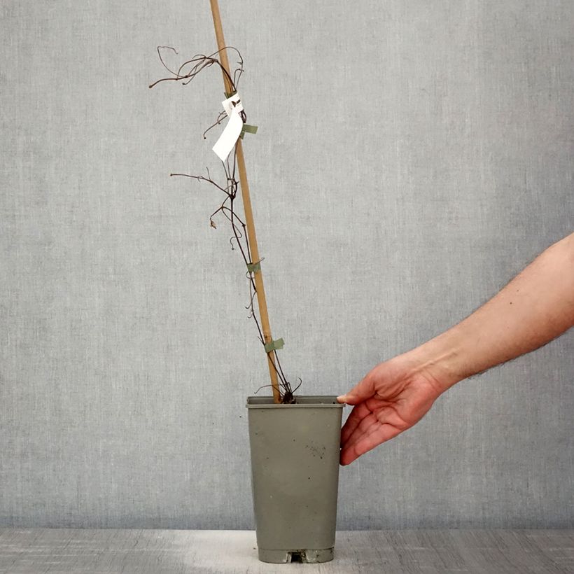 Clematis patens Lasurstern 1.5L/2L pot sample as delivered in spring