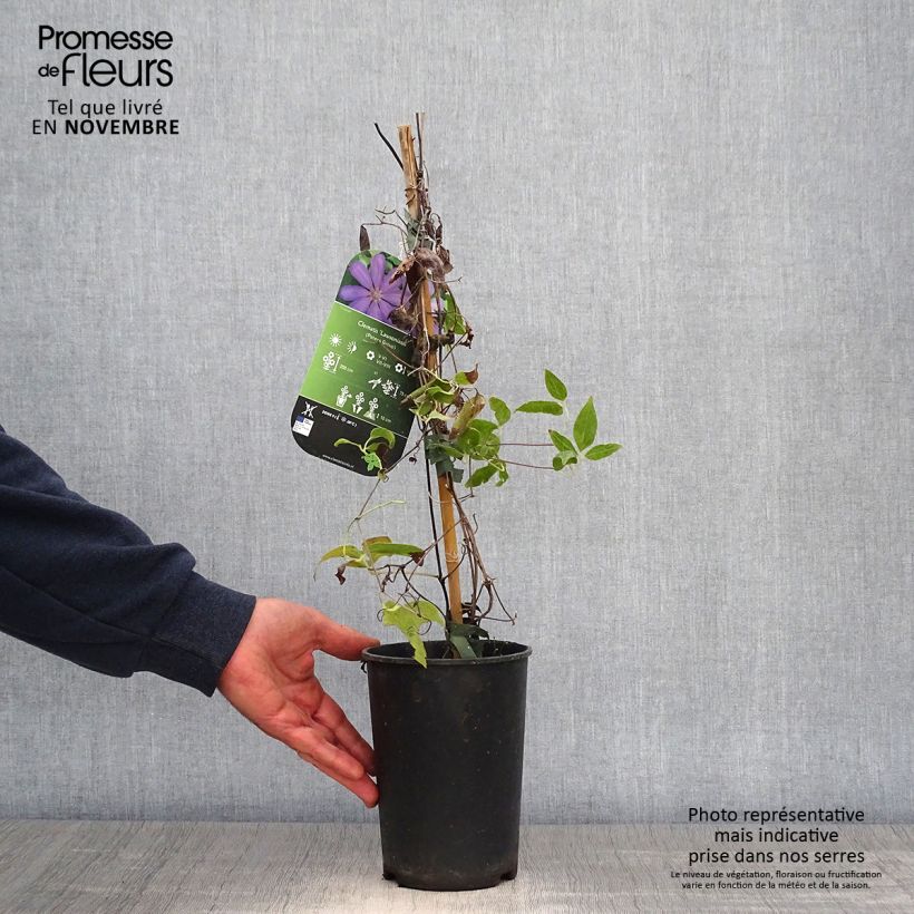 Clematis lanuginosa Lawsoniana 1.5L/2L pot sample as delivered in autumn
