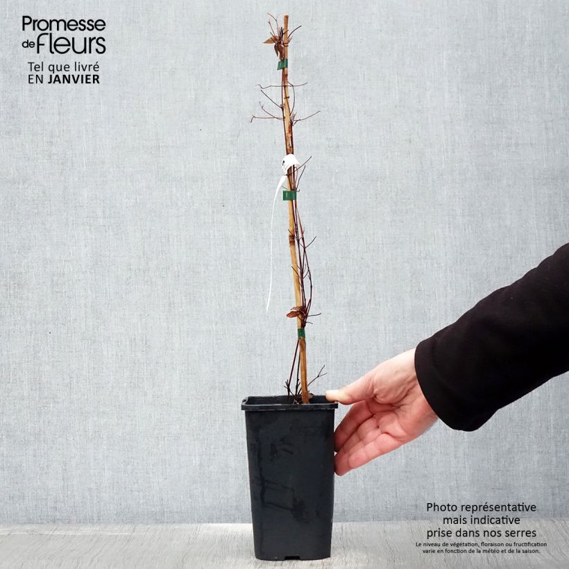 Clematis Marmori 1.5L/2L pot sample as delivered in winter