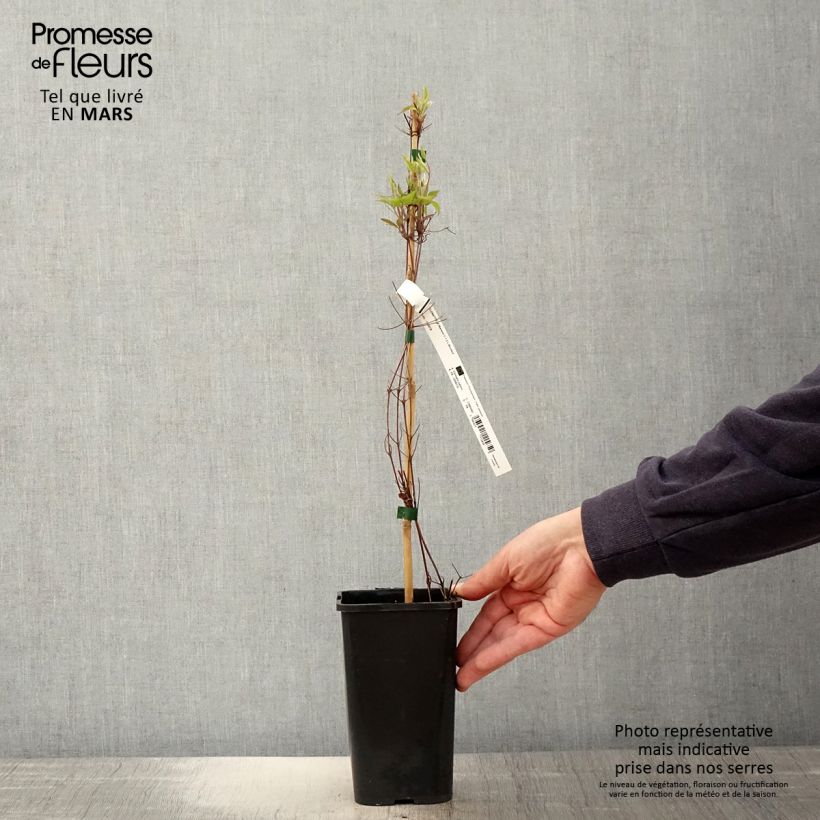 Clematis Marmori 1.5L/2L pot sample as delivered in spring