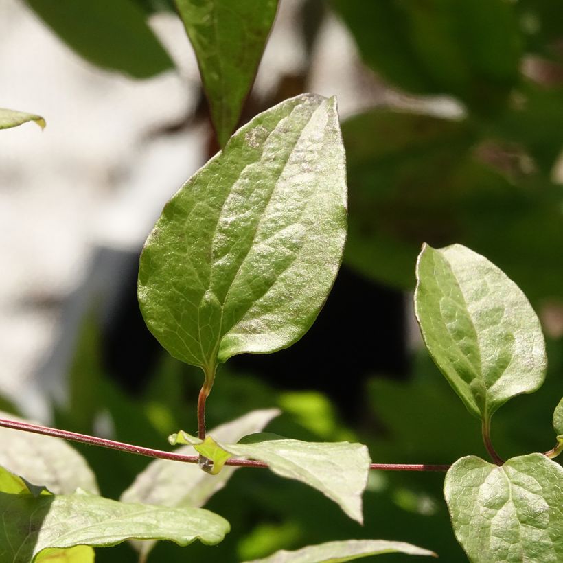 Clematis Marmori (Foliage)