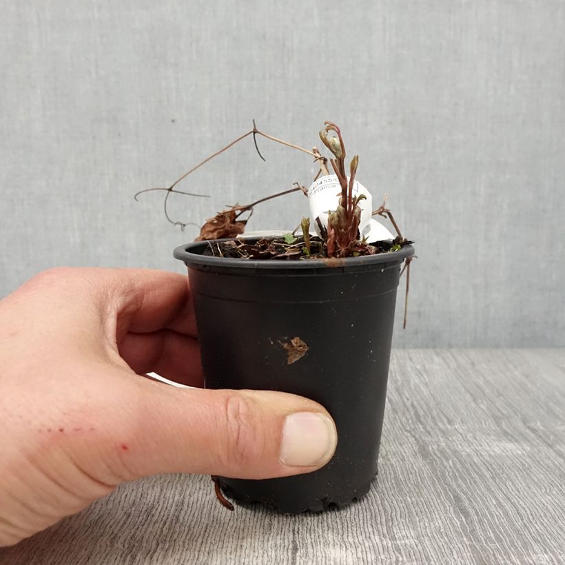 Clematis x patens Miss Bateman 8/9 cm pot sample as delivered in spring