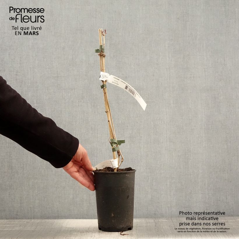 Clematis Elizabeth 2L/3L pot sample as delivered in spring