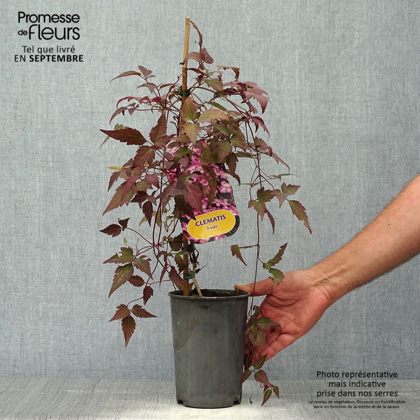 Clematis montana Freda 2L/3L pot sample as delivered in autumn