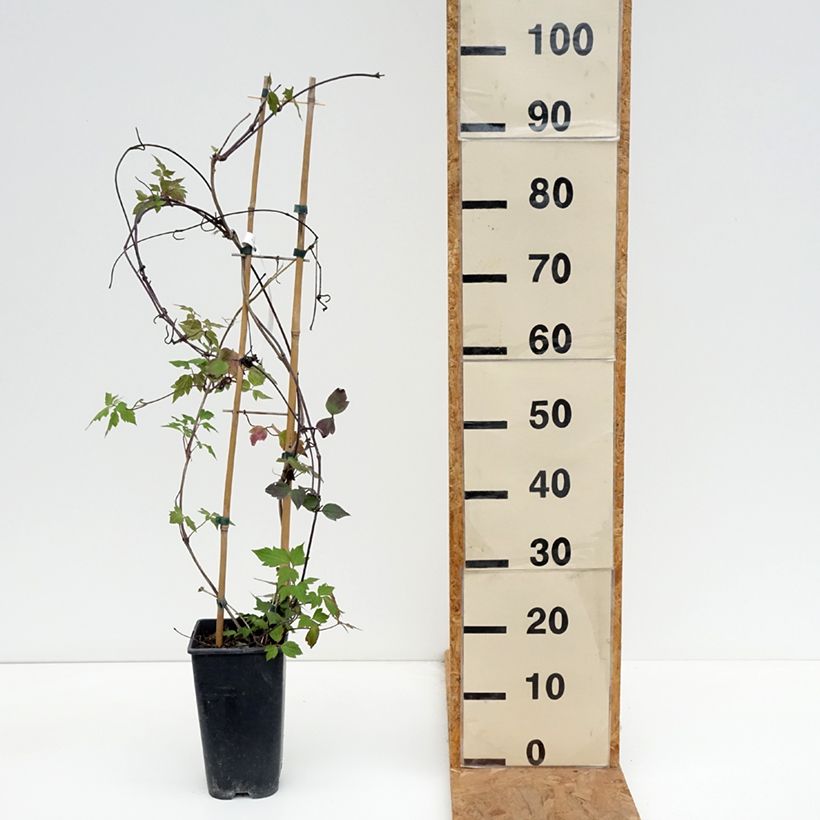 Clematis montana Giant Star 3L/4L pot sample as delivered in autumn