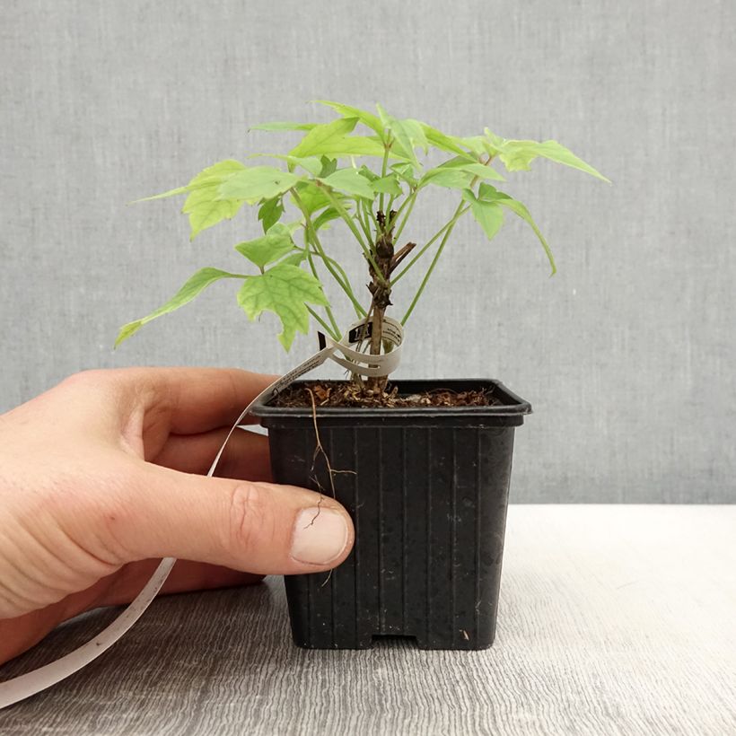 Clematis montana Grandiflora 8/9 cm pot sample as delivered in spring