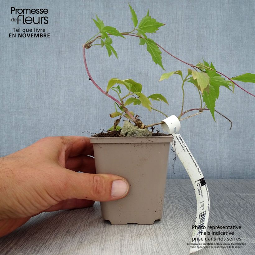 Clematis montana Rubens 8/9 cm pot sample as delivered in autumn