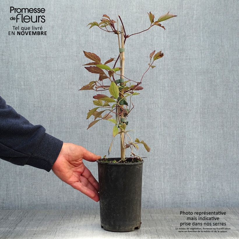 Clematis montana Rubens 1.5L/2L pot sample as delivered in autumn