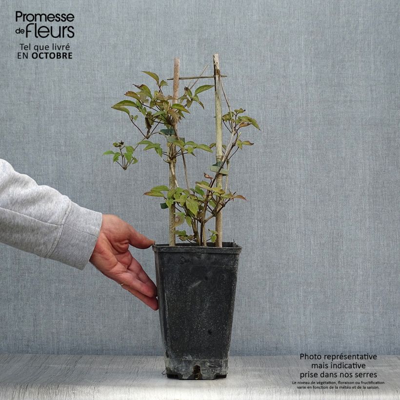 Clematis montana Spooneri 2L/3L pot sample as delivered in autumn