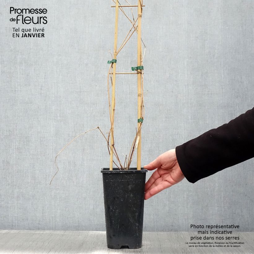 Clematis montana Spooneri 2L/3L pot sample as delivered in winter