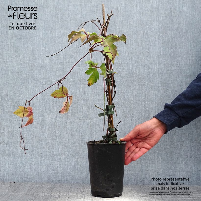 Clematis montana Tetrarose 2L/3L pot sample as delivered in autumn