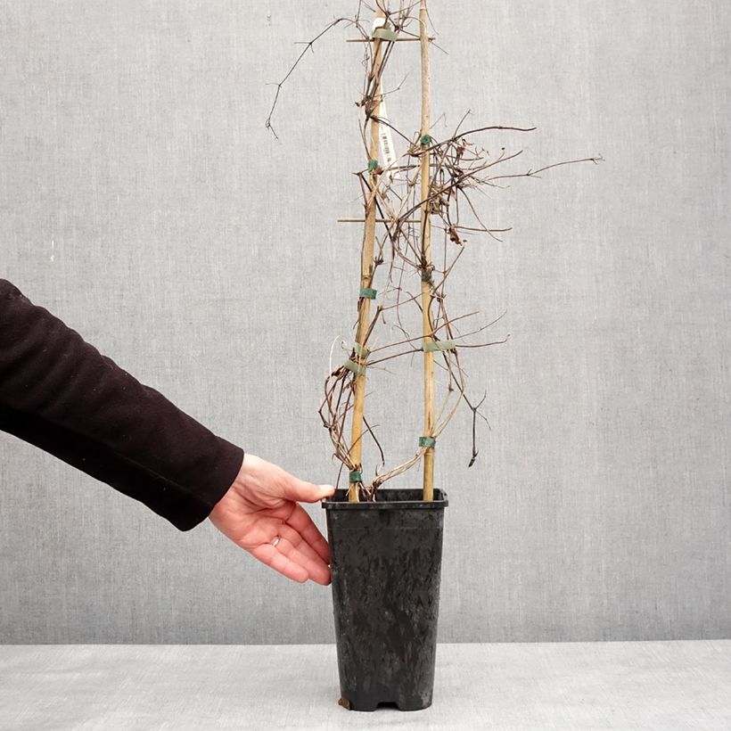 Clematis Mrs N. Thompson 3L/4L pot sample as delivered in winter