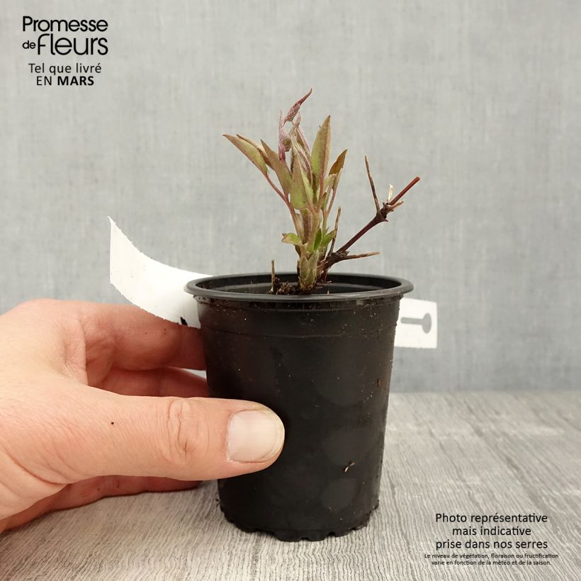 Clematis patens Multi Blue 8/9 cm pot sample as delivered in spring