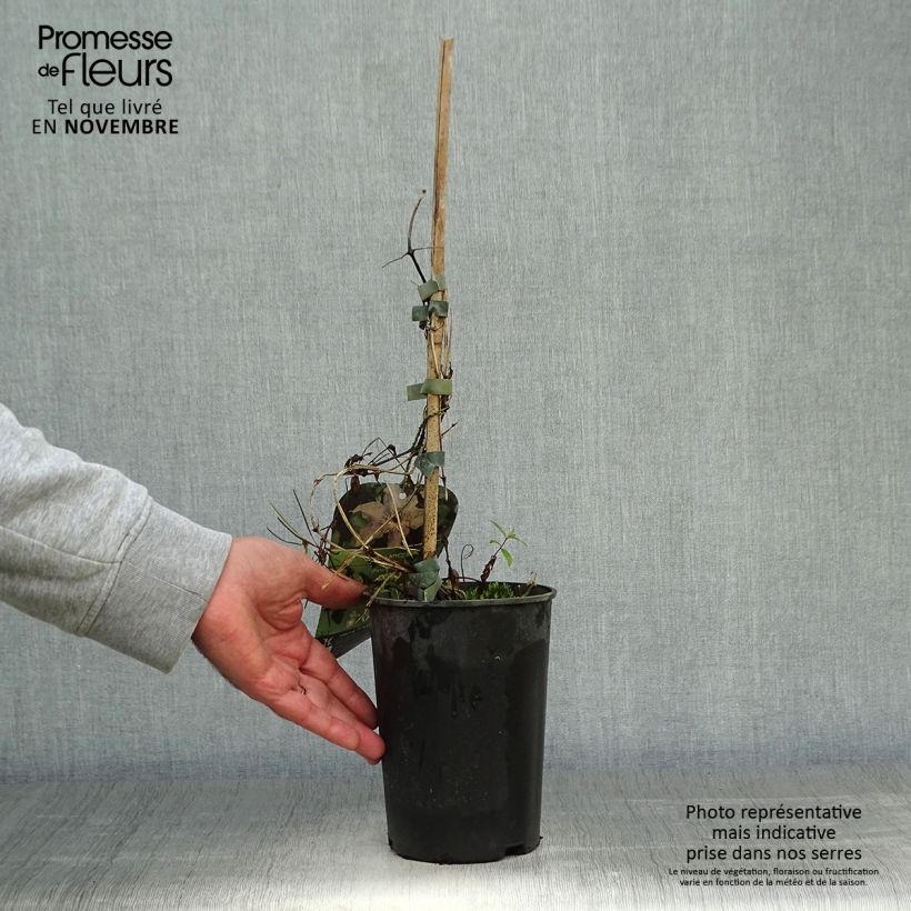 Clematis patens Myosotis 2L/3L pot sample as delivered in autumn