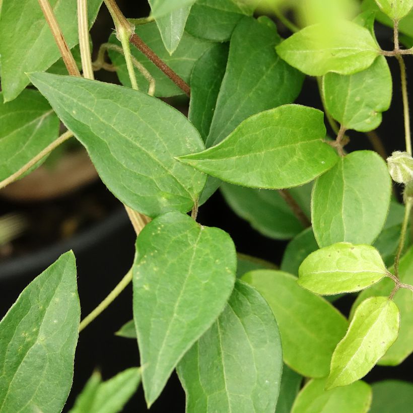 Clematis patens Myosotis (Foliage)