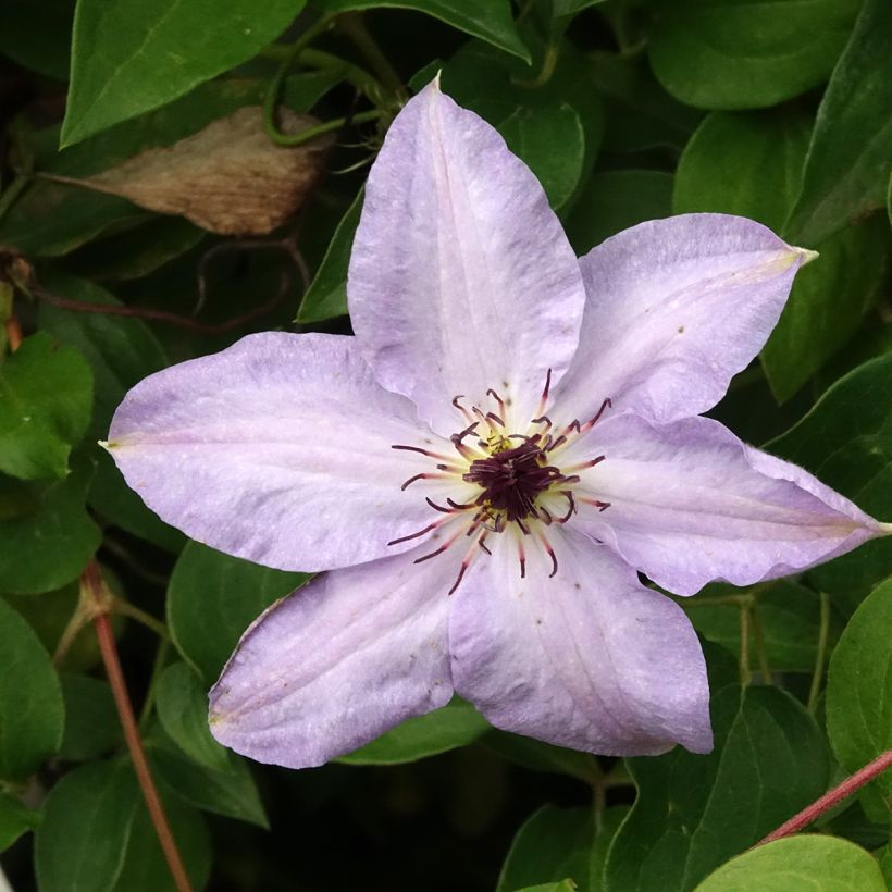 Clematis patens Myosotis (Flowering)