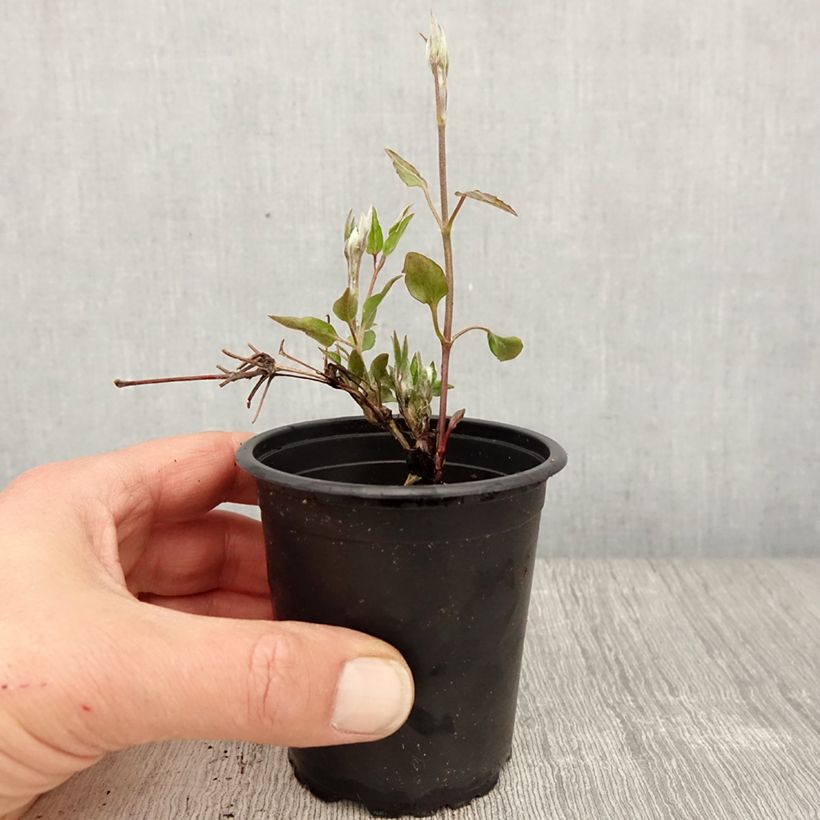 Clematis lanuginosa Nelly Moser 8/9 cm pot sample as delivered in spring