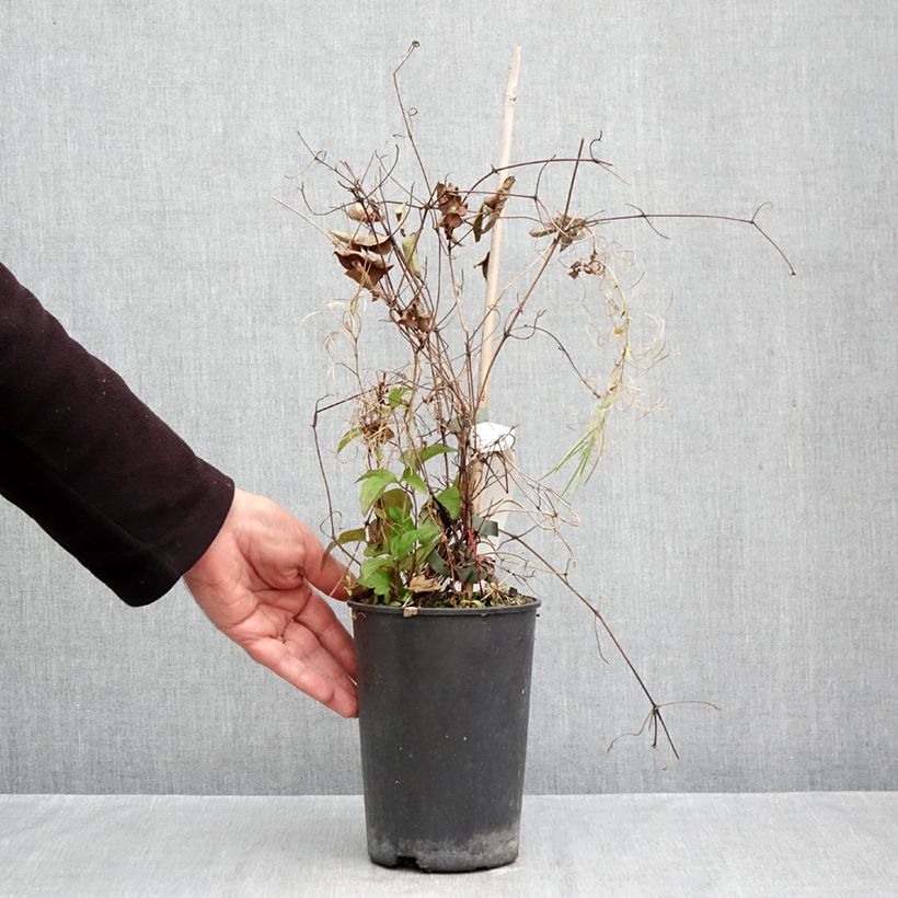 Clematis Niobe 2L/3L pot sample as delivered in autumn